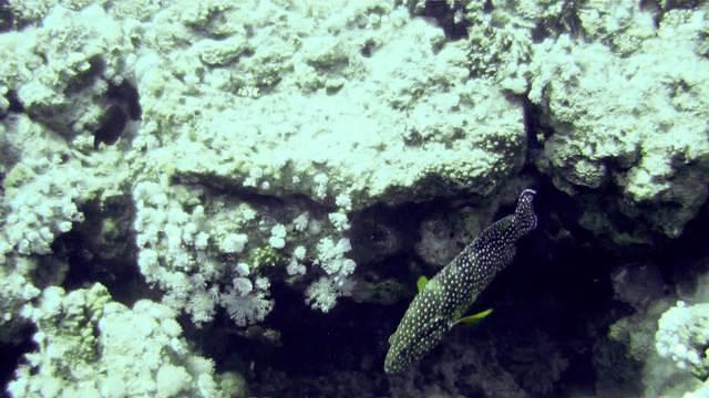 Ocean College - Dive Center in Egypt