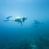 Picture taken during the dive