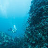 Picture taken during the dive