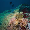 Picture taken during the dive
