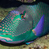 Picture taken during the dive