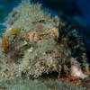 Picture taken during the dive