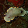 Picture taken during the dive