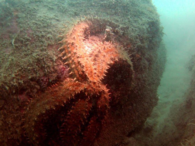 ABYSS Plongee - Dive Center in France