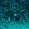 Picture taken during the dive