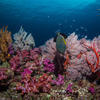 Picture taken during the dive