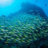 Picture taken during the dive