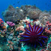 Picture taken during the dive
