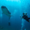 Picture taken during the dive