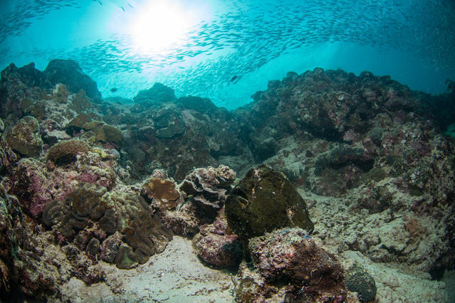 Diving in Maayong Tubig, Philippines - By Yommy