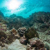 Picture taken during the dive