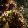Picture taken during the dive