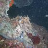 Picture taken during the dive