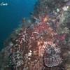 Picture taken during the dive