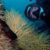 Picture taken during the dive