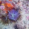 Picture taken during the dive