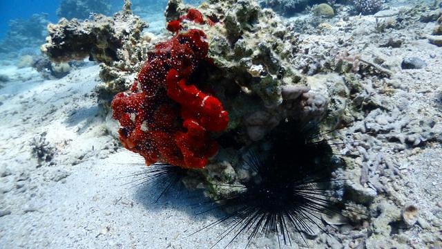 Ahlan Aqaba Scuba Diving Center - Dive Center in Jordanie