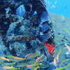 Picture taken during the dive