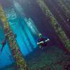 Picture taken during the dive