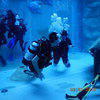 Picture taken during the dive