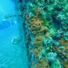 Picture taken during the dive
