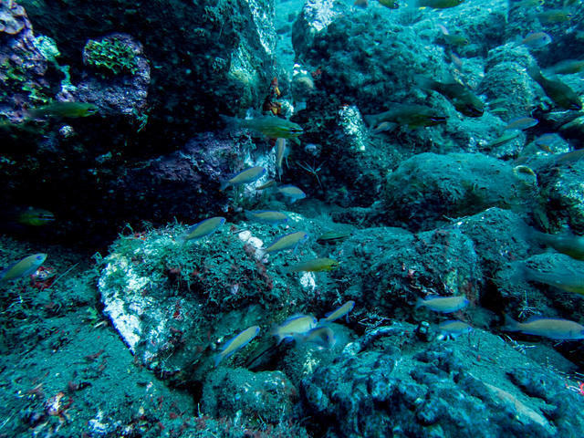 Bali Scuba - Dive Center in Indonesia