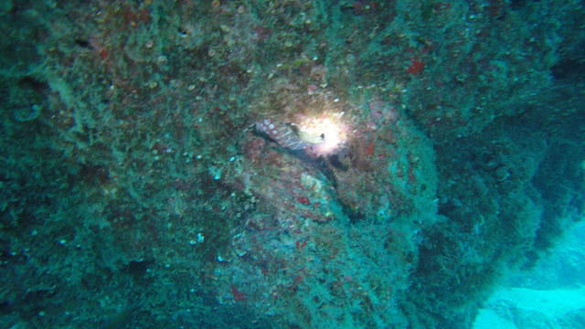 Manta Diving Lanzarote - Dive Center in Spain