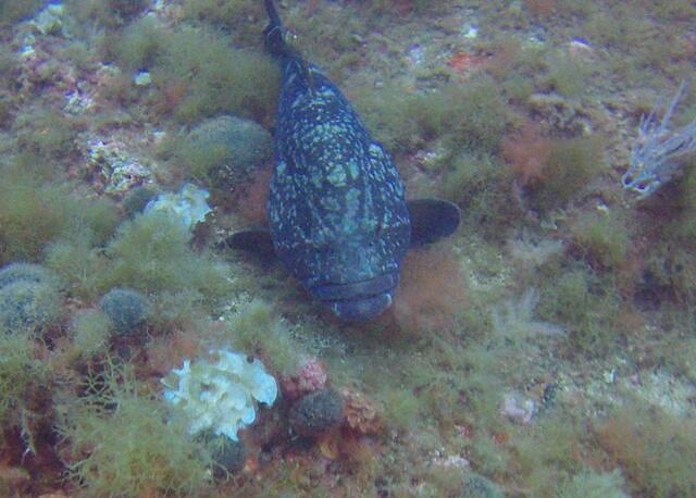 El Rei Del Mar - Dive Center in Spain