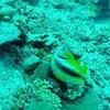 Picture taken during the dive