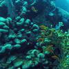 Picture taken during the dive