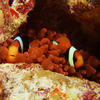 Picture taken during the dive
