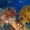 Picture taken during the dive