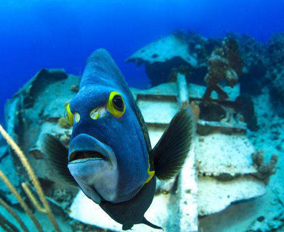 Deep Blue Divers - Dive Center in Cayman Islands