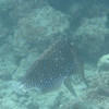 Picture taken during the dive