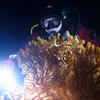 Picture taken during the dive