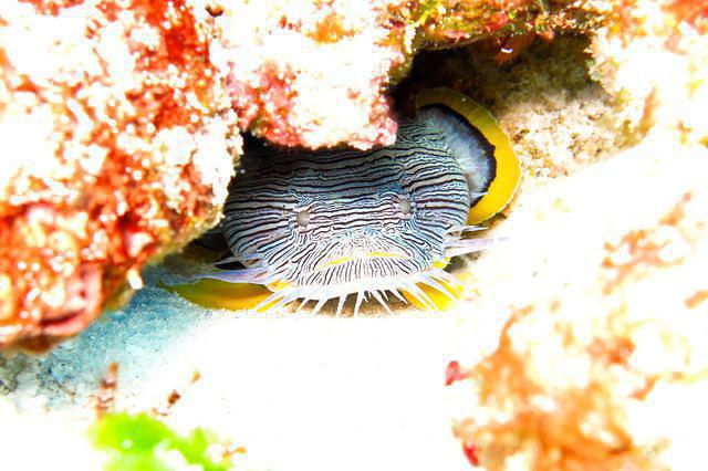 Aqua Safari - Dive Center in Mexico