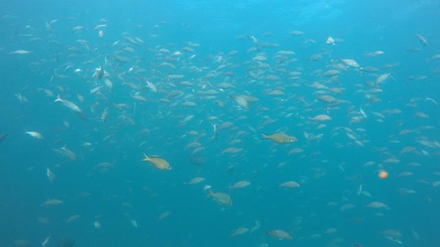 Diverstec - Dive Center in Brazil