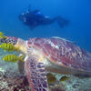 Picture taken during the dive