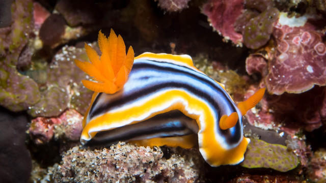 Two Fish Divers Bunaken - Dive Center in 印度尼西亚