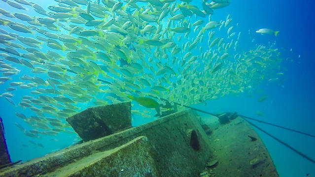 Turtle Bay Divers - Dive Center in Malaysia