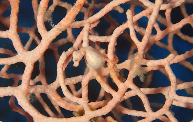 Wahoo Diving Center Co, Ltd. - Dive Center