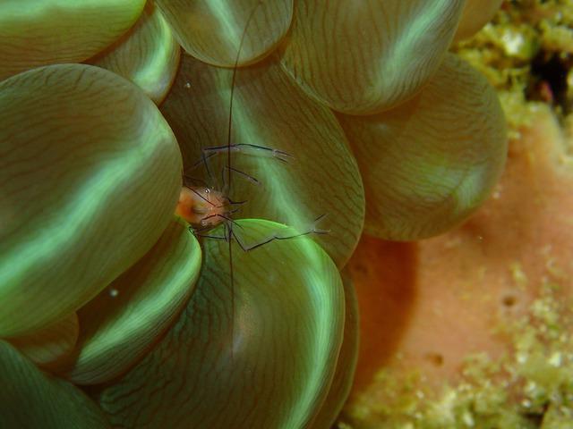 Dive Link Cebu - Dive Center in Philippines