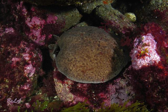 BUCEO DONOSTI - Dive Center in Spain