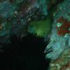 Picture taken during the dive