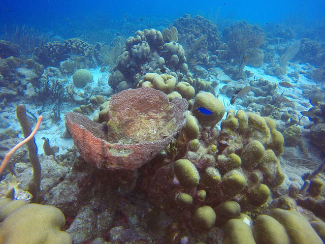Wannadive Bonaire - Dive Center in Pays-Bas