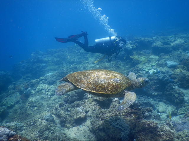 Go Dive Brisbane - Dive Center in Australie