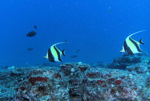 Diving in États-Unis, Hawaii Kauai - By Adrián Zárate