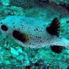 Picture taken during the dive