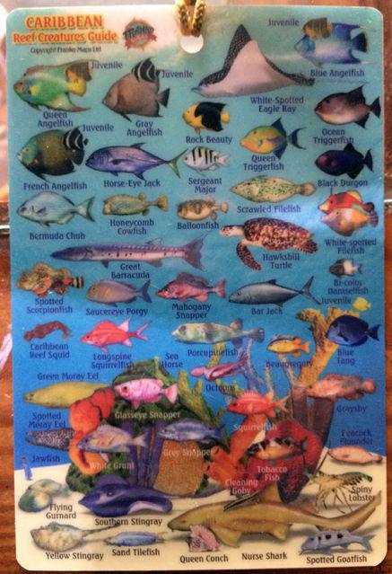 Pelicano Sport - Dive Center in Dominican Republic