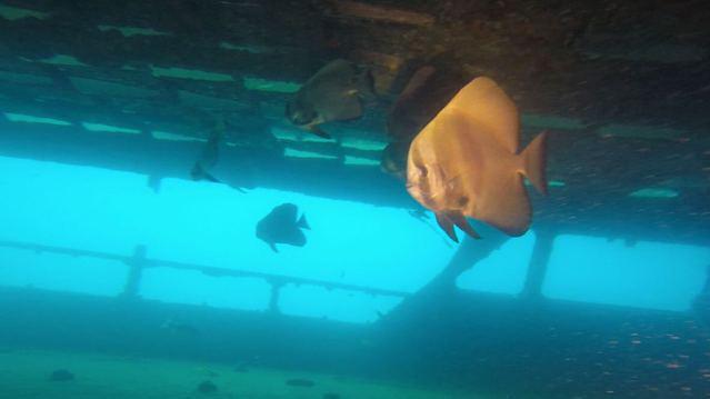 Aussie Divers Phuket - Dive Center in Thailand
